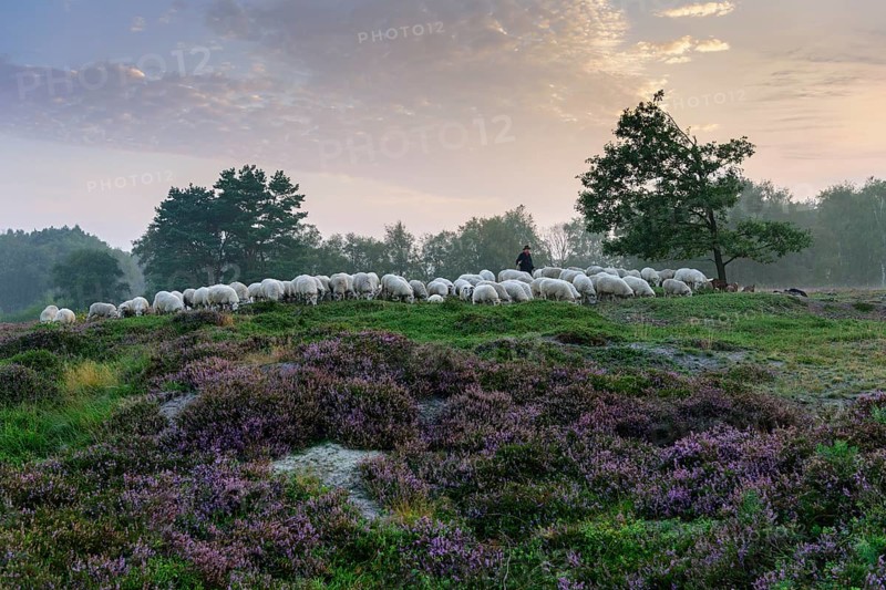 Shepherd with a flock of sheep in the heath at the Thuelsfeld dam at sunrise in the fog