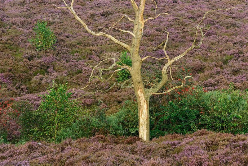 Dead oak in blooming heath