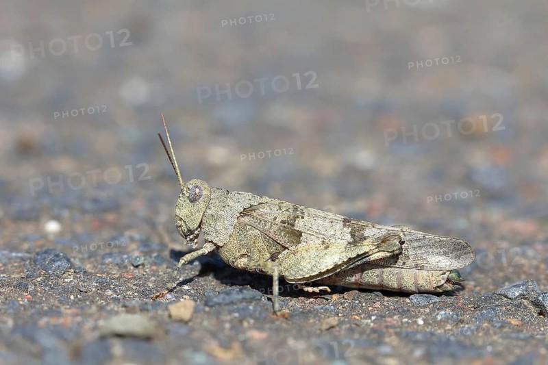 Blue-winged grasshopper (Oedipoda caerulescens ) Ehringshausen