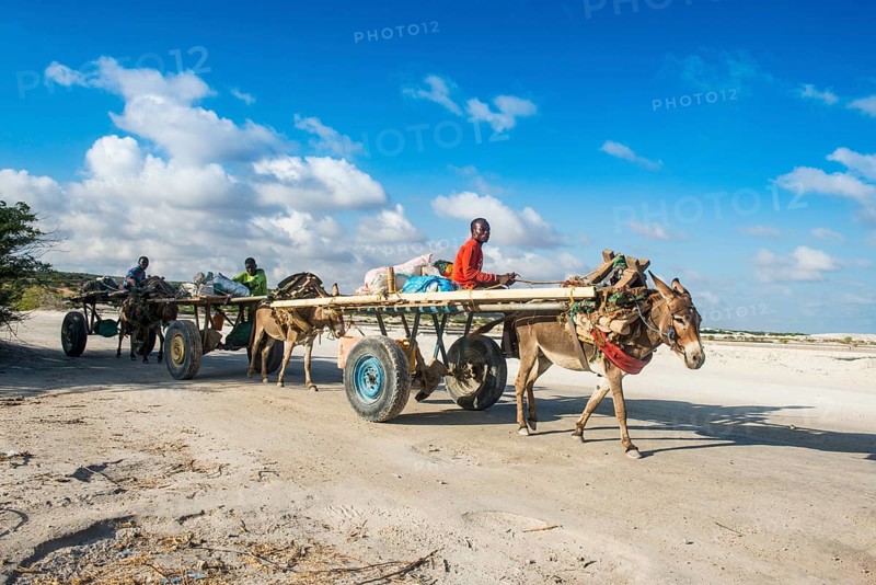 Donkey carawan