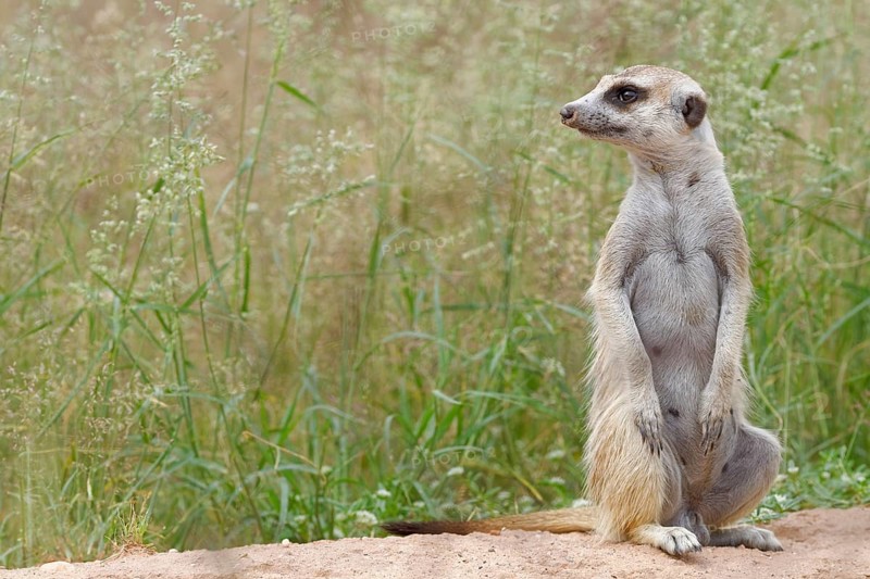 Meerkat (Suricata suricatta)