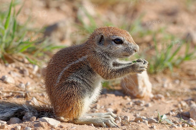 Cape ground squirrel (Xerus inauris)