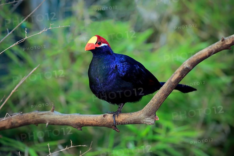 Violet turaco (Musophaga violacea)