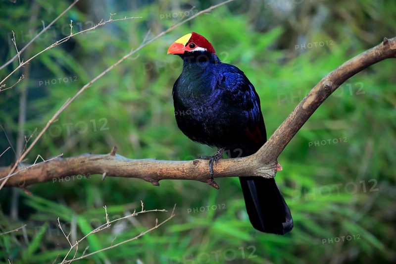 Violet turaco (Musophaga violacea)