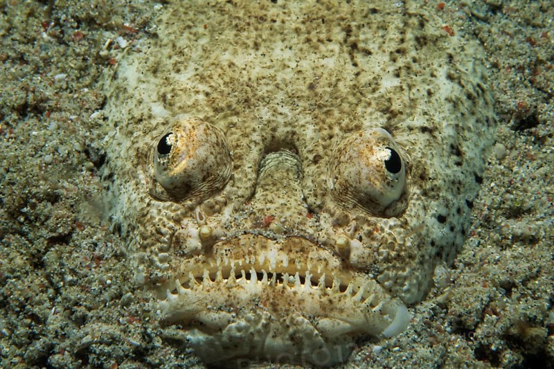 Marbled Stargazer (Uranoscopidae)