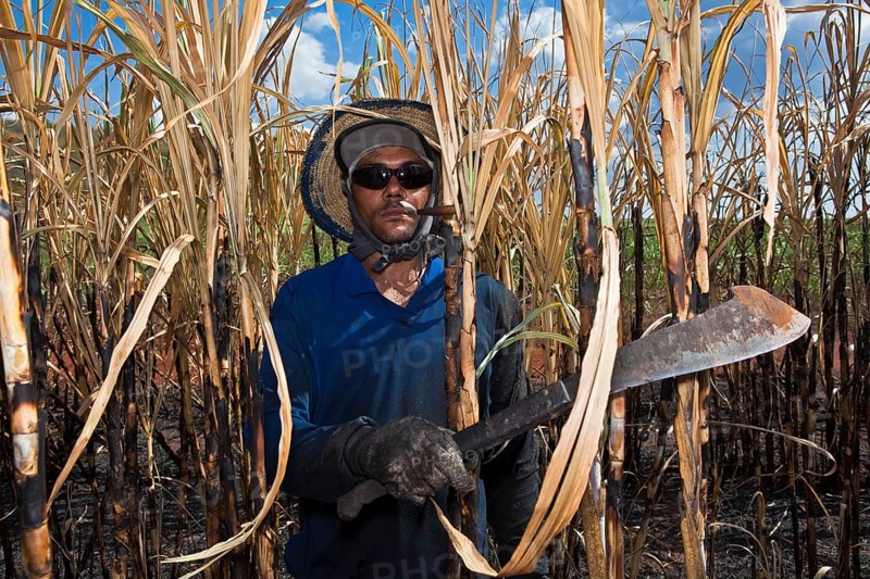 Man with regulation outfit for Manual harvest of burnt sugarcane