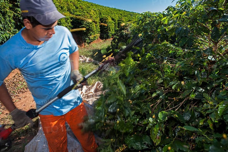 Coffee worker collects coffee beans with a vibrating tool