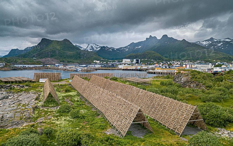 Thousands and thousands of stockfish Fish heads on wooden drying racks