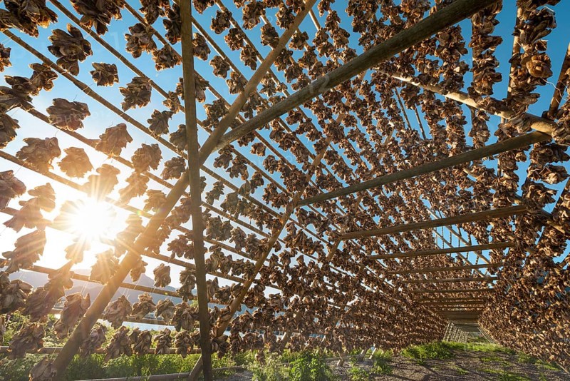 Thousands and thousands of stockfish Fish heads on wooden drying racks in the summertime against the sun