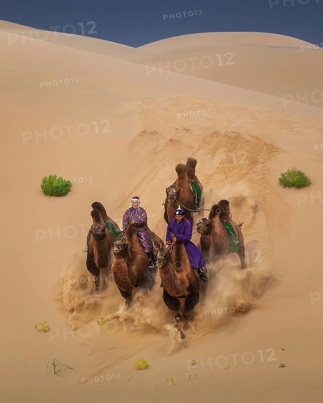 Galloping camels. Gobi desert
