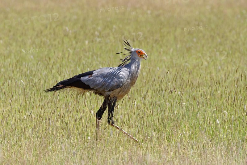 Secretary bird (Sagittarius serpentarius)