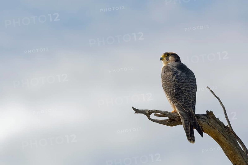 Lanner falcon (Falco biarmicus)