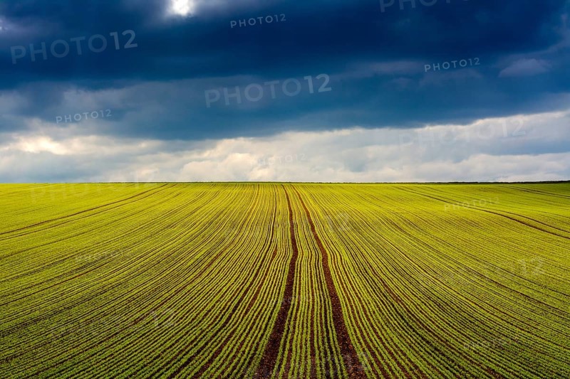 Seed lucerne cultivation