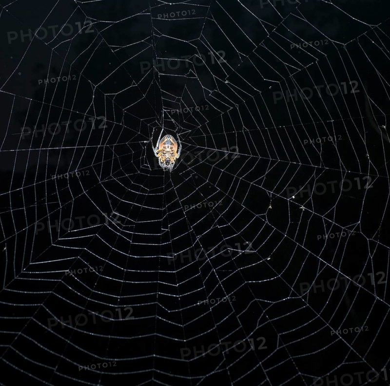 Spider (Eriophora fuliginea) in web