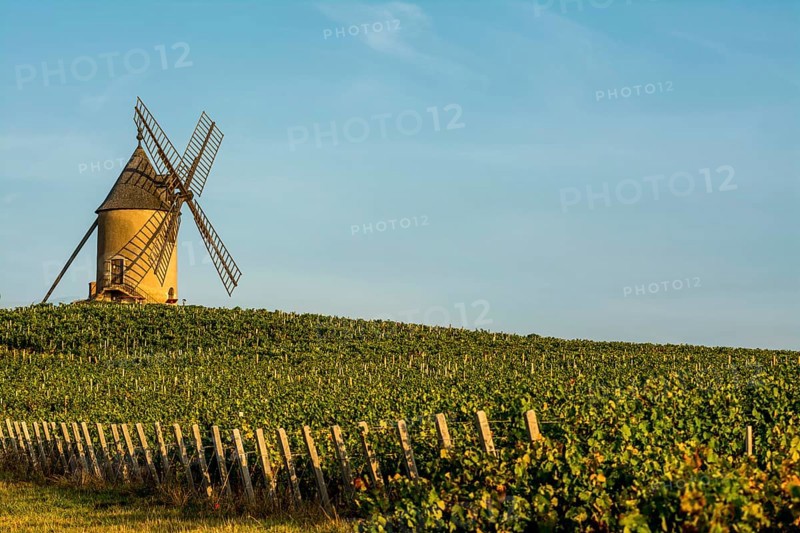 Windmill on the Beaujolais vineyard