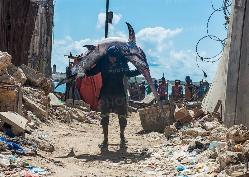 Man carrying a giant swordfish to the fishmarket of Mogadishu