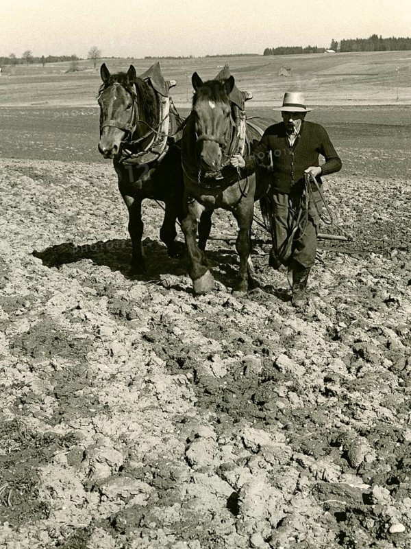 Field cultivation with two horses and harrow