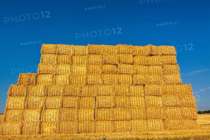 Stacked dried straw