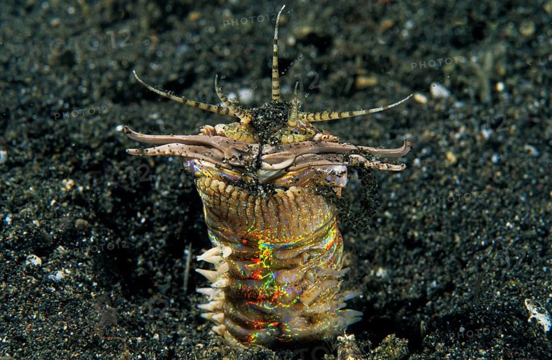 Bobbit worm
