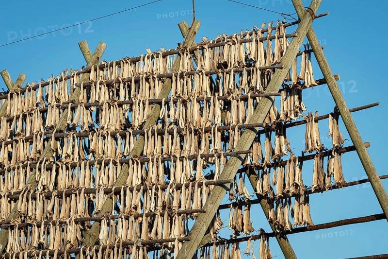 Stockfish on drying rack made of wood