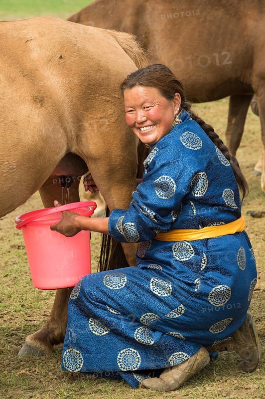 Shepherdess milking mare