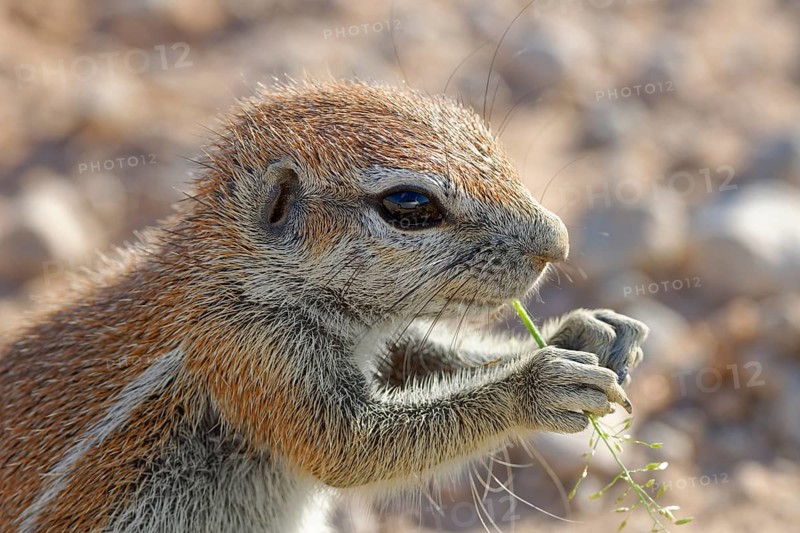 Cape ground squirrel (Xerus inauris)