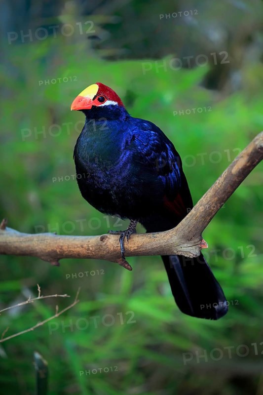 Violet turaco (Musophaga violacea)