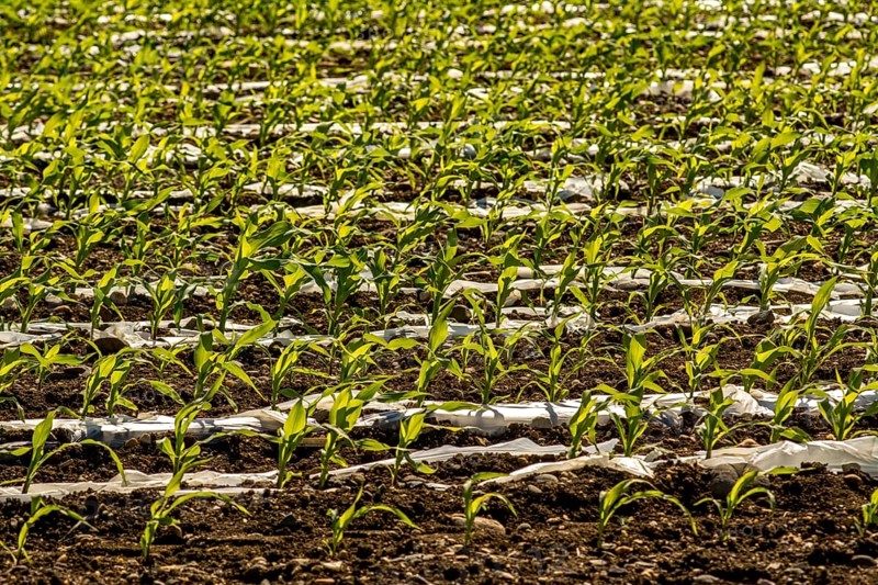 Maize seedlings