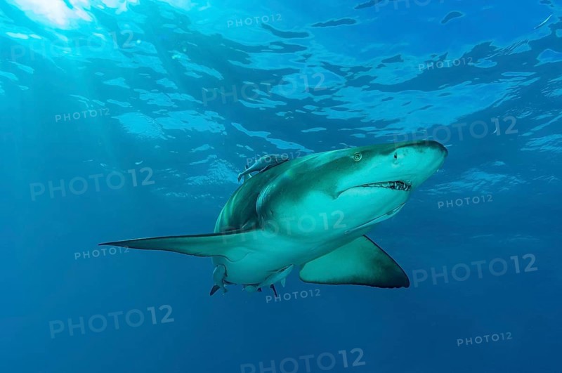Lemon shark (Negaprion brevirostris)