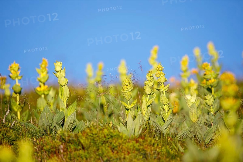 Great yellow gentian (Gentiana lutea)