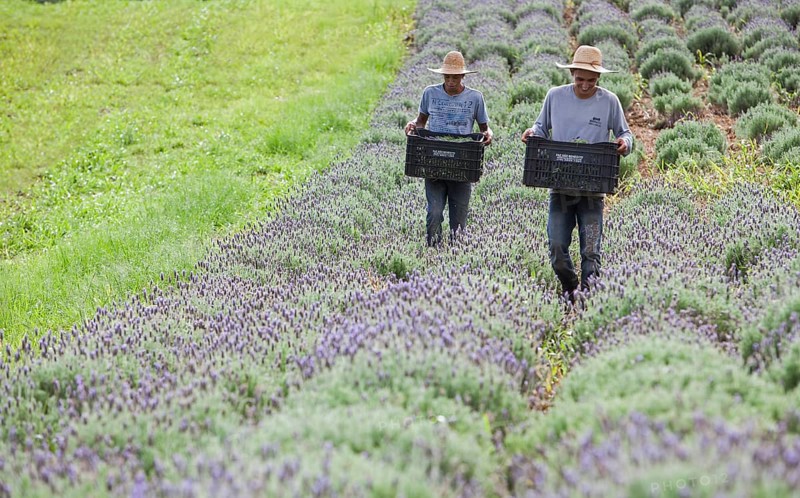 Collecting lavender flowers at the eco farm Sao Benedito