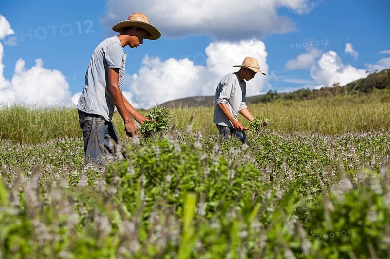Collecting basil at the eco farm Sao Benedito