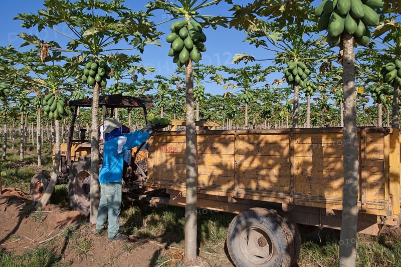 Worker Picks Papayas on a Plantation