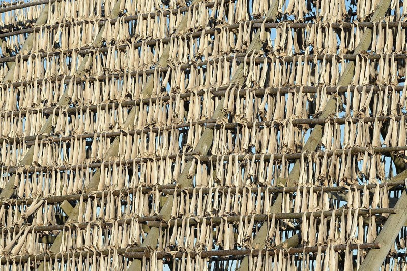 Stockfish on drying rack made of wood