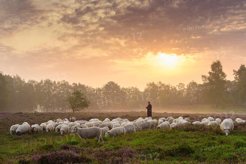 Shepherd with a flock of sheep in the heath at the Thuelsfeld dam at sunrise