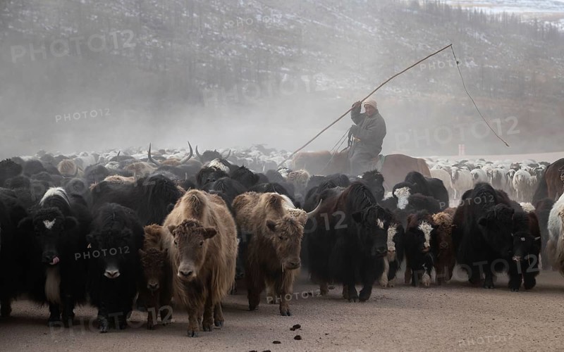 Seasonal yak migration in central Mongolia. Ð¡Ð°Ñ€Ð»Ð°Ð³Ð°Ð°Ñ€ Ð½Ò¯Ò¯Ñ… Ð½Ò¯Ò¯Ð´ÑÐ» Ð¾Ñ€Ñ‡Ð¸Ð½ Ò¯ÐµÐ´ Ñ‚ÑƒÐ½ Ñ…Ð¾Ð²Ð¾Ñ€ Ð±Ð¾Ð»Ð¶ Ð±Ð°Ð¹Ð½Ð°. Arkhangai province