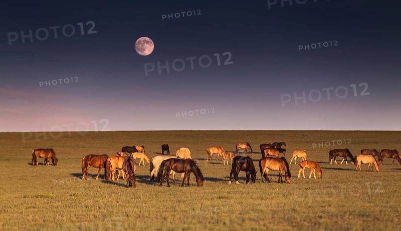 Beautiful evening in Mongolian steppe. Tuv province