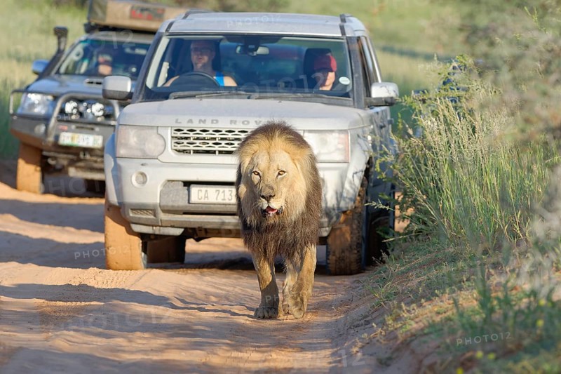 Black-maned lion (Panthera leo melanochaita)
