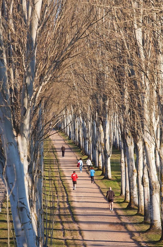 Jogger on avenue of black poplars