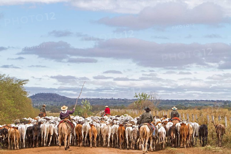 Gauchos herd cows