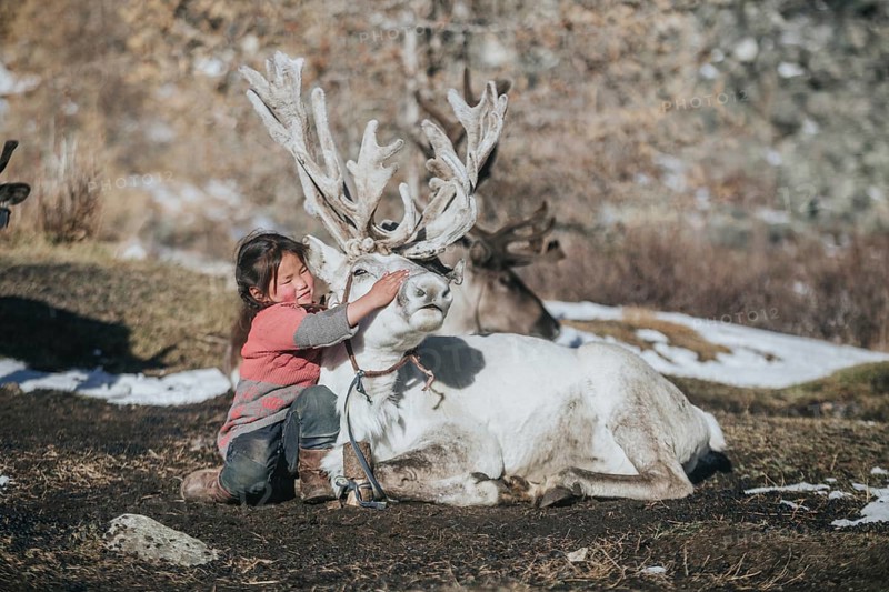 Reindeer herder girl with baby reindeer. Ulaan taiga mountains. Khuvsgul province