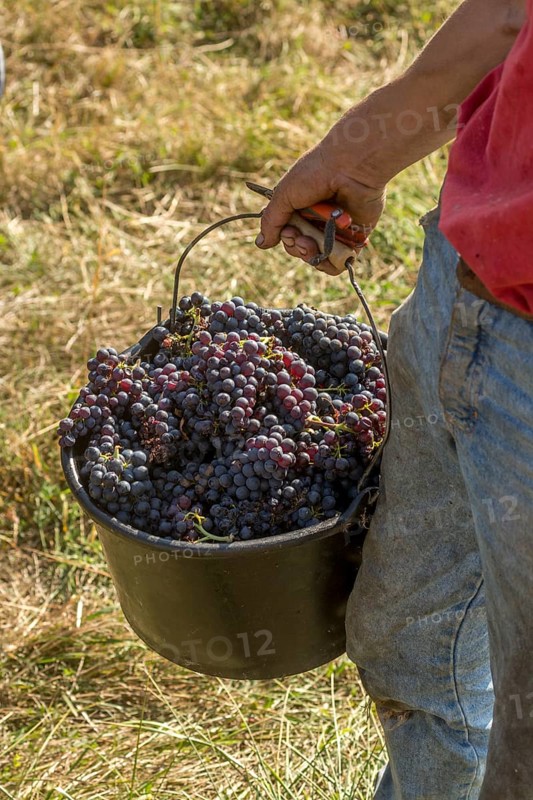 Grape harvest in the Beaujolais vineyard