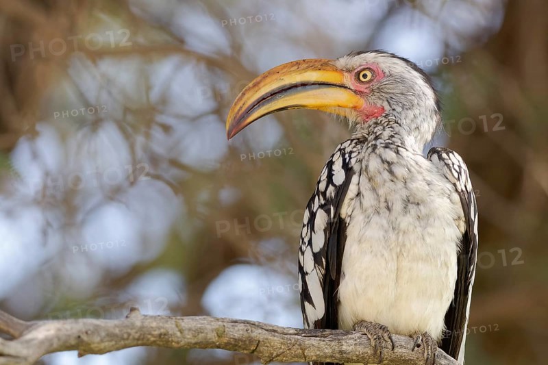 Southern yellow-billed hornbill (Tockus leucomelas)
