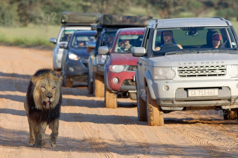 Black-maned lion (Panthera leo melanochaita)