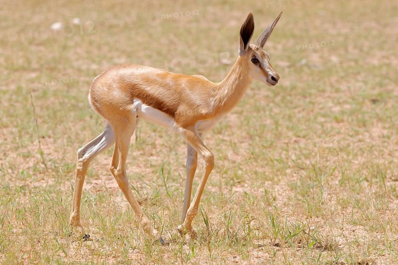 Springbok (Antidorcas marsupialis )