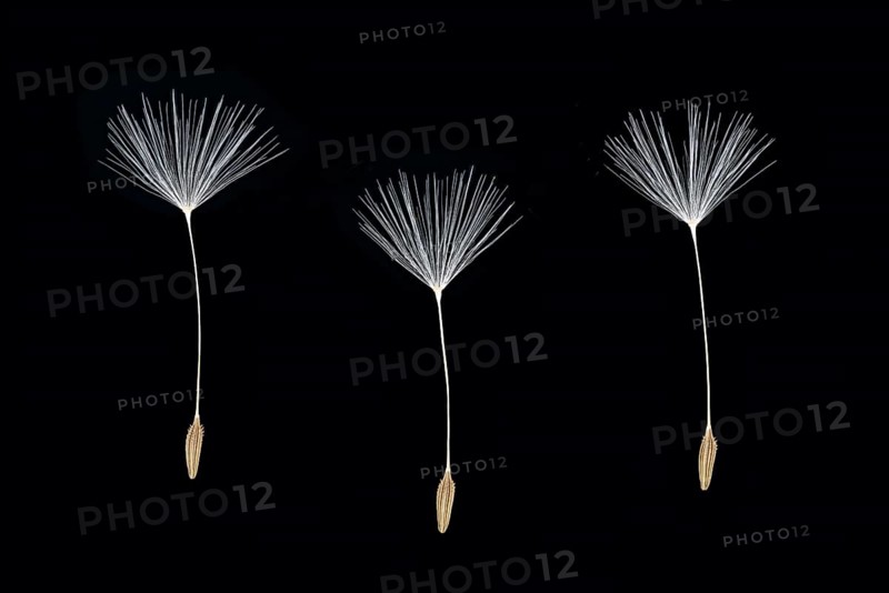 Dandelion (Taraxacum sect. Ruderalia )