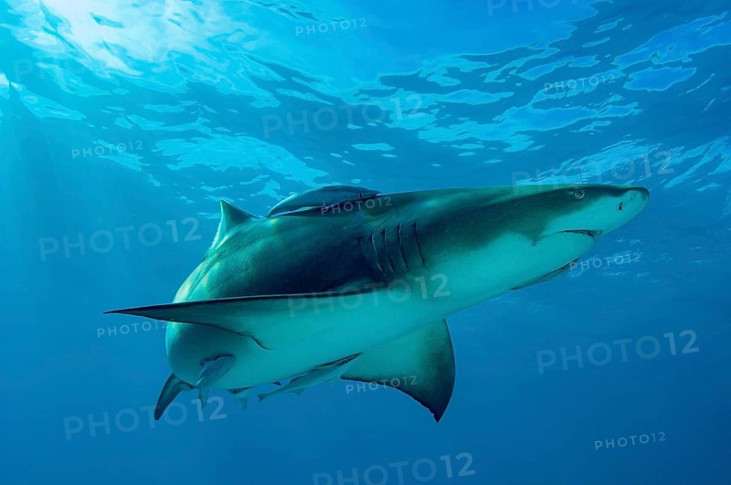 Lemon shark (Negaprion brevirostris)