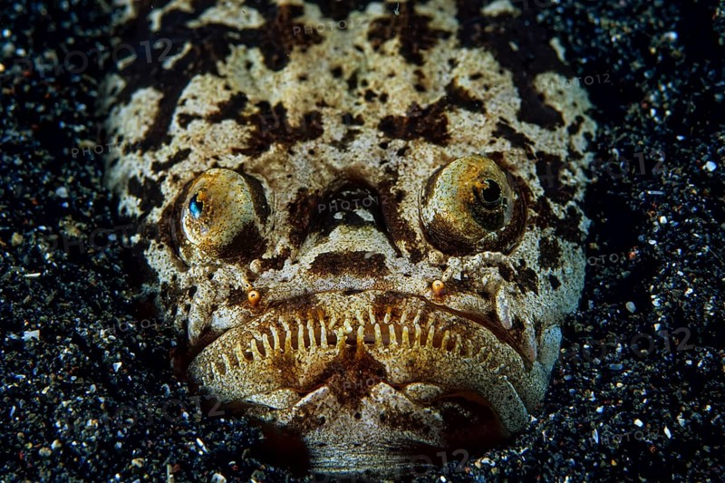Marbled stargazer
