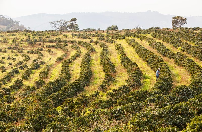 Checking coffee plants at Aguas Claras Coffee plantation