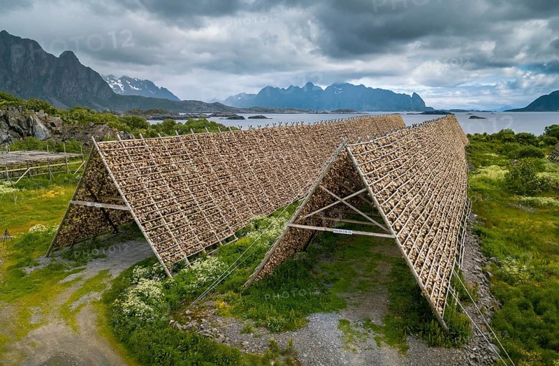 Thousands and thousands of stockfish Fish heads on wooden drying racks